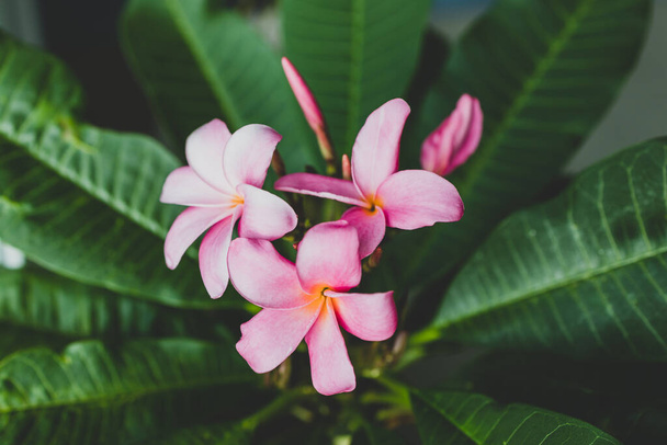 close-up of frangipani plumeria plant with pink flowers shot at shallow depth of field - Foto, immagini
