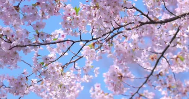 Blooming blossoms of sakura cherry tree in sunlight against blue sky, springtime. - Footage, Video