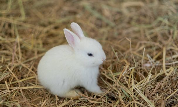 rabbit, bunny pet with blur background, animal - Photo, Image