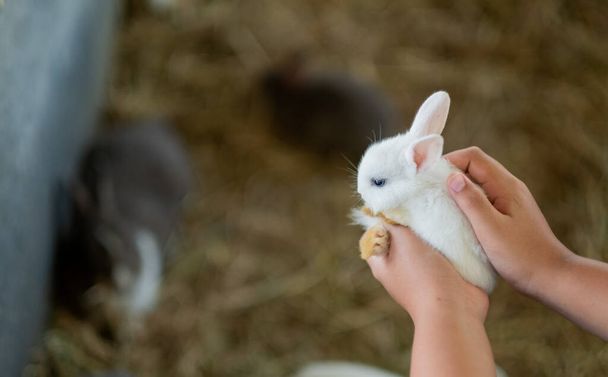 child carrying a rabbit,  bunny pe - Fotografie, Obrázek