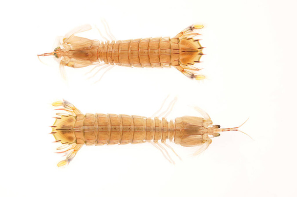 Auf weißem Hintergrund del piero shrimp, eine Art Marine orga - Foto, Bild