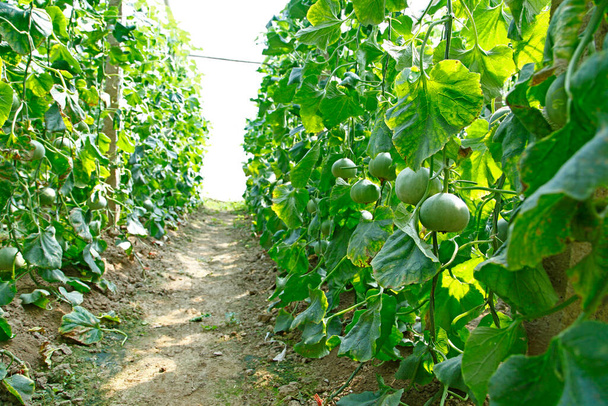Melone coltivato in serra - Foto, immagini