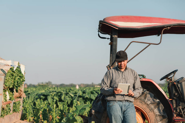 Ασιάτης αγρότης χρησιμοποιεί ταμπλέτες σε φυτείες καπνού. γεωργία του καπνού στο φόντο ηλιοβασίλεμα. Η σύγχρονη γεωργία χρησιμοποιεί τεχνολογία 5G. Φυτεία Nicotiana tabacum. - Φωτογραφία, εικόνα