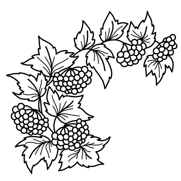 Un symbole ukrainien. Branche de Viburnum. Branche des plantes, grappes, baies et feuilles. Illustration vectorielle. Dessiné à la main dans le style doodle ligne. Pour la conception et la décoration de thème botanique ou ukrainien. - Vecteur, image