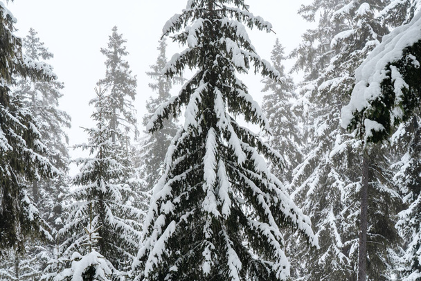 Big spruce trees in the winter forest covered with lots of snow - Photo, Image