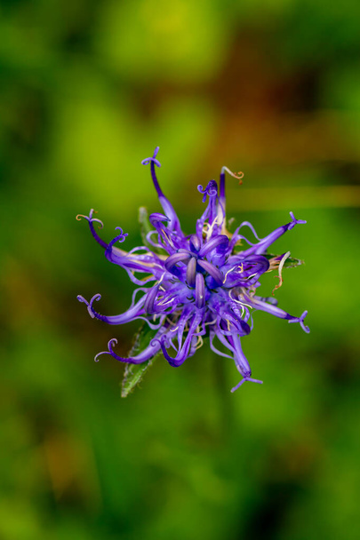 Phyteuma orbiculare цветок в горах - Фото, изображение