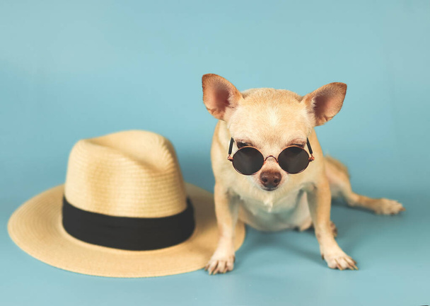 Portret brązowego psa chihuahua noszącego okulary przeciwsłoneczne siedzącego w słomianym kapeluszu na niebieskim tle. Koncepcja podróży letnich. - Zdjęcie, obraz
