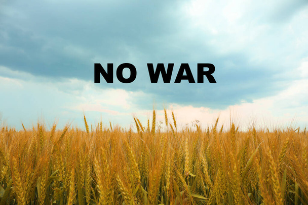 Texto NO GUERRA contra el campo de trigo dorado y el cielo azul. Salvar Ucrania - Foto, Imagen