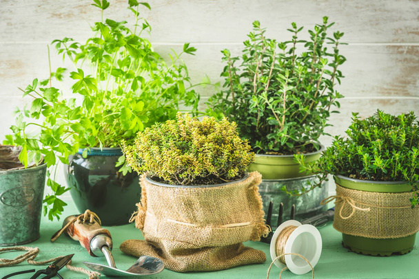 Különböző gyógynövénynövények a kertben vagy ablakpárkányon, ültetési koncepció, házi termesztés - Fotó, kép