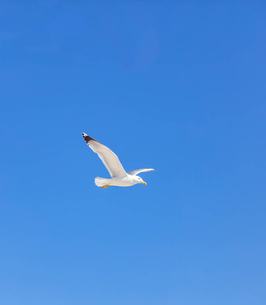 Zeemeeuw open vleugels vliegen op heldere blauwe lucht achtergrond. Haringmeeuw witte kleur, in zicht - Foto, afbeelding