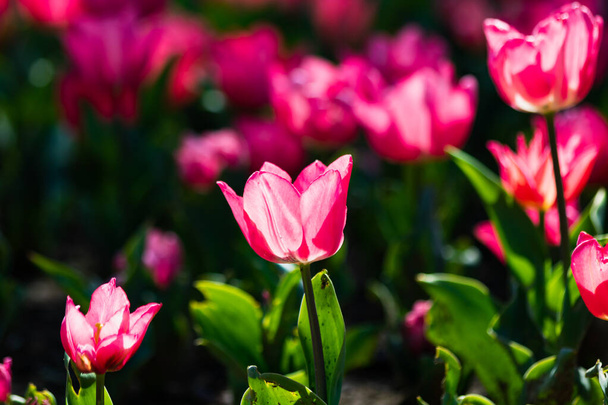 Spring tulips. Pink tulips in the park in spring. Pink flowers background photo. Selective focus. - Фото, изображение