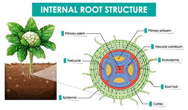 内部の根構造図 - ベクター画像