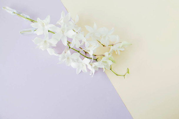 White orchid on two-tone paper background - Photo, Image