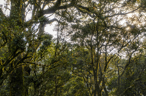 Aurinko paistaa sumuisen metsän läpi. Varastossa valokuva - Valokuva, kuva