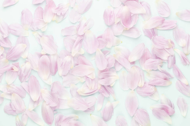 Pink tulip petals on pastel background. - 写真・画像