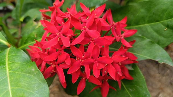 Close up bouquet of red Ixora is beautiful in thailand - Photo, Image