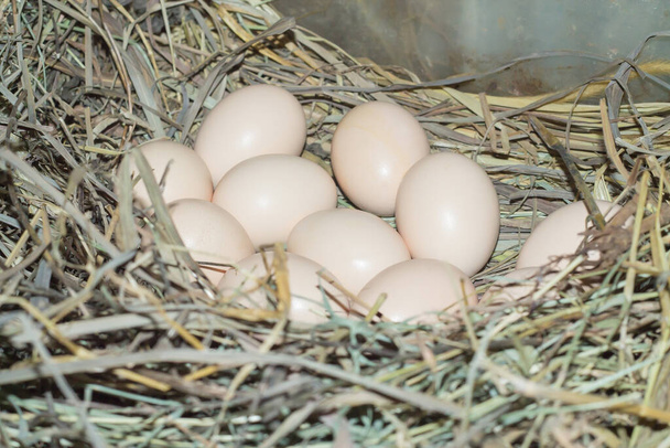 Huevos frescos de la granja, corteza de color claro - Foto, imagen
