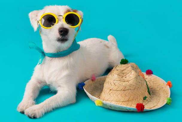 vicces fehér Jack Russell kiskutya, sárga napszemüvegben, mexikói kalapban, türkiz háttérrel, nyaralás és utazás koncepció - Fotó, kép