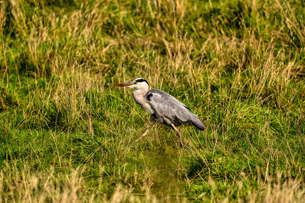 A detailed gray heron walks in the green grass. Animal themes, background, copy-space. - Photo, Image