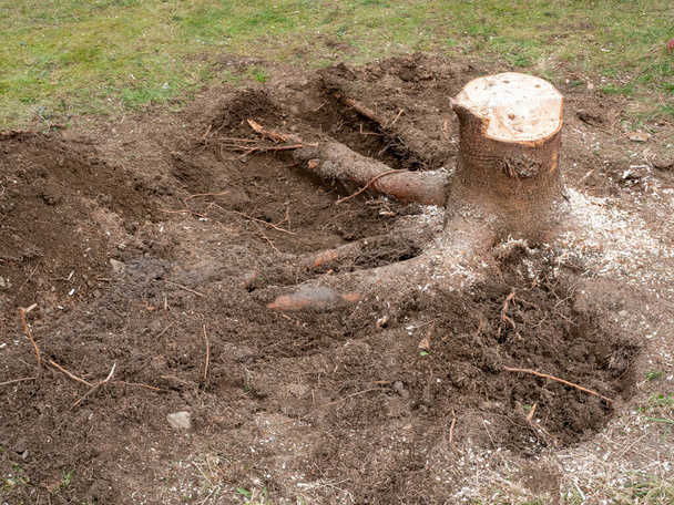 Tronco de árvore é removido no jardim - Foto, Imagem