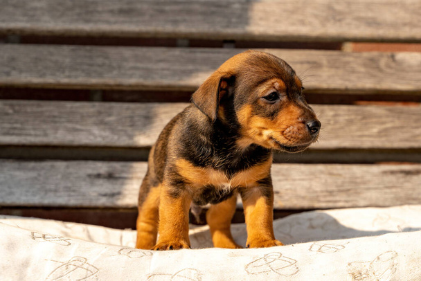 Měsíc staré hnědé štěně Jacka Russella sedící na dřevěné zahradní lavičce. Poprvé na slunci. Motivy zvířat, polštář, selektivní zaměření, rozmazání. - Fotografie, Obrázek