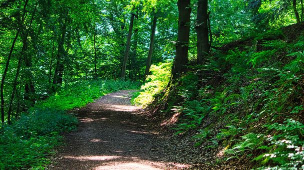 Caminhadas trilha em uma floresta decídua em Saarland ao sol. Fotografia da paisagem - Foto, Imagem