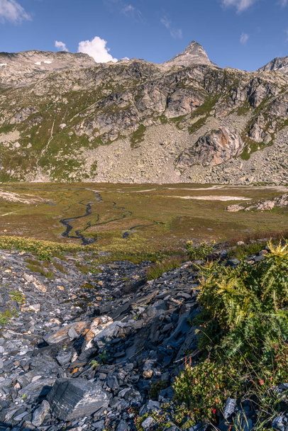 Paisaje de montaña en las llanuras de Greina, Suiza. En primer plano hay algún cardo sin tallo, o cardo plateado, Carlina acaulis. Un río alpino serpentea a través de las llanuras de abajo - Foto, Imagen
