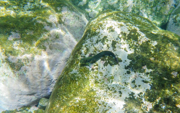 A fish (Ophioblennidus atlanticus) on the rocks in Puerto de Mogan, Gran Canaria, Spain. Fish that lives associated with shallow rocky bottoms. - Photo, Image