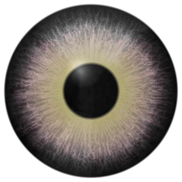 Iride oculare generato assume texture
 - Foto, immagini