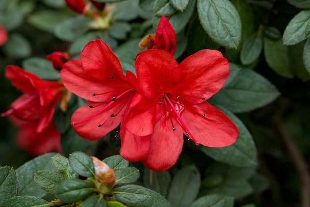 red flower azalea in the garden - Fotó, kép