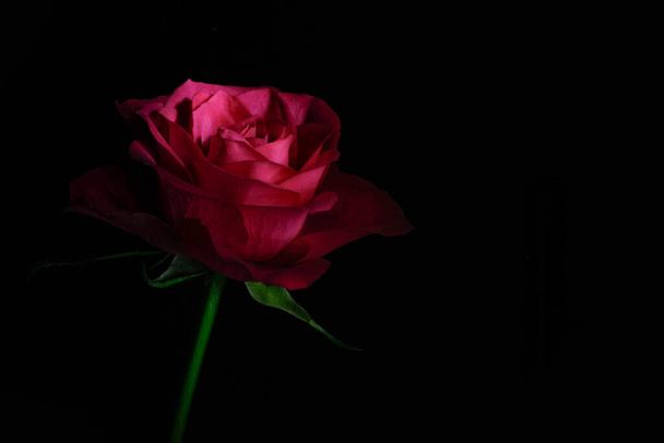 beautiful red rose on black background - Φωτογραφία, εικόνα