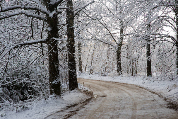 winter road in the forest  on nature background - Foto, immagini
