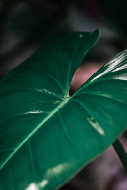 green leaf, flora and foliage - Foto, afbeelding