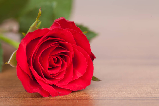 red rose on wooden background - 写真・画像
