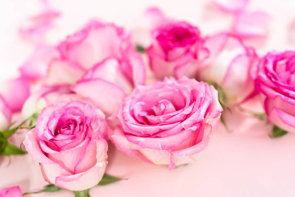 Ροζ τριαντάφυλλα και ροδοπέταλα σε ροζ φόντο. - Φωτογραφία, εικόνα