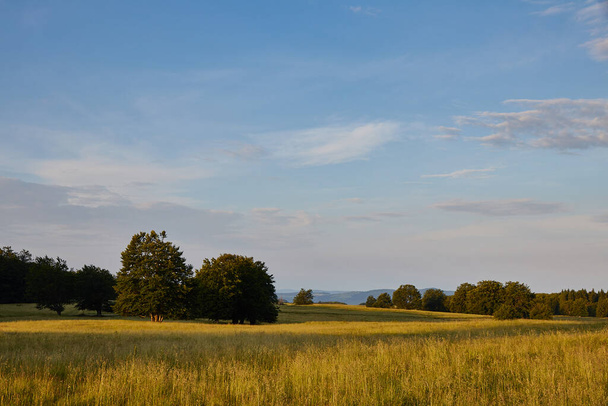 beautiful landscape with a field of trees and blue sky - Photo, Image