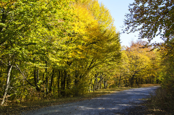 Сельская дорога в лесу
 - Фото, изображение