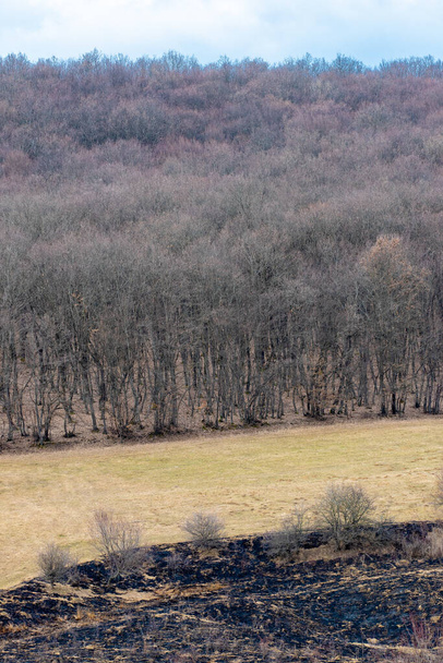 beautiful landscape with trees and forest - Valokuva, kuva