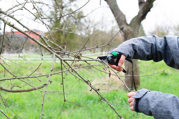 pruning  in the garden  - Photo, Image