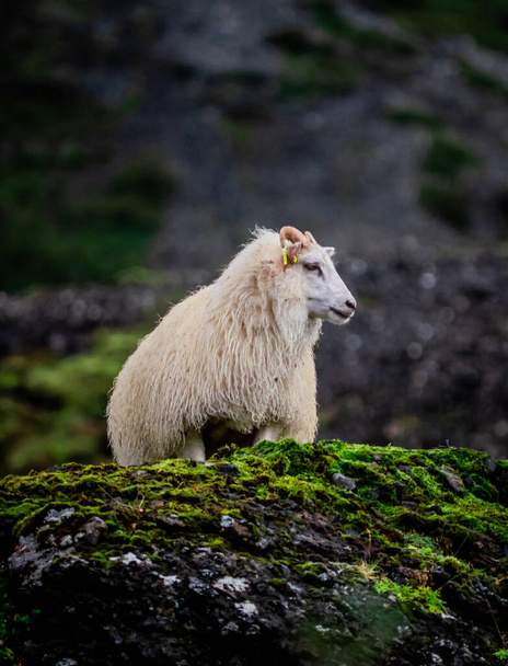 sheep in the mountains - Foto, Imagem