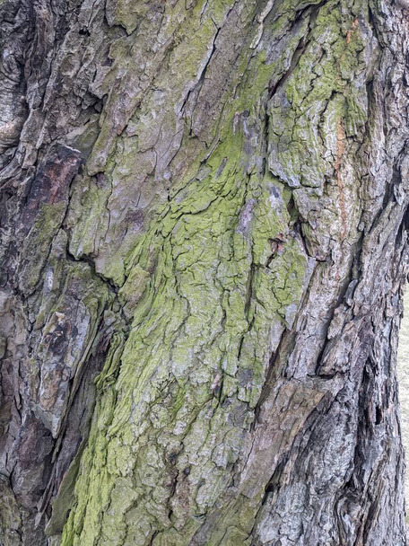 ağaç kabuğu dokusu, arkaplan - Fotoğraf, Görsel
