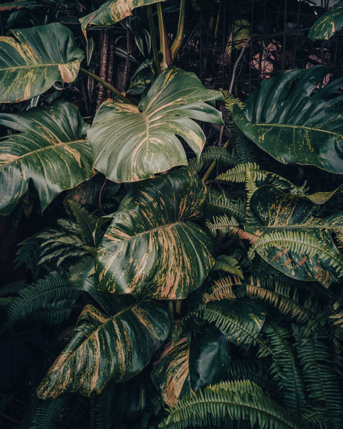 tropical leaves, flora and foliage - Photo, Image