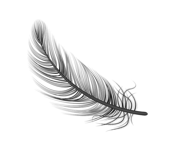 Black Feather Realistic Composition - Vector, Image