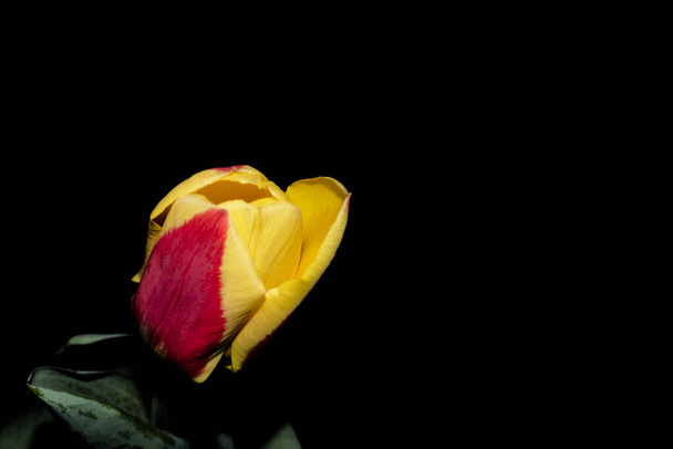 piękny kwiat tulipan izolowane na czarnym tle - Zdjęcie, obraz