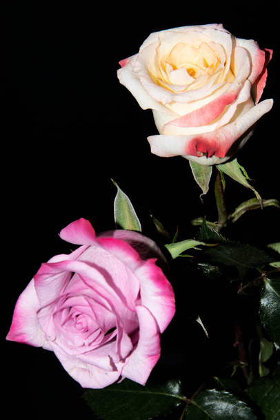 όμορφα τριαντάφυλλα σε μαύρο φόντο - Φωτογραφία, εικόνα
