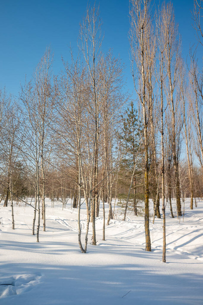 Winter landscape, forest, natural park. - Foto, Imagen