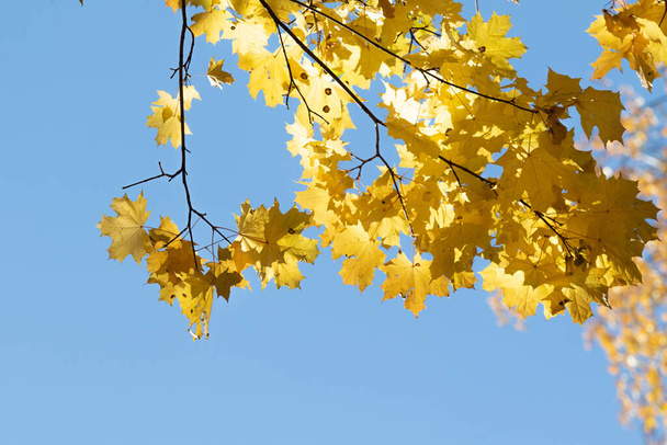 Jesienny krajobraz, drzewa z jasnymi liśćmi na niebie. - Zdjęcie, obraz