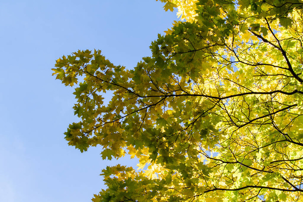 Beautiful autumn trees against the blue sky. Bright colors of autumn, nature. - Photo, Image