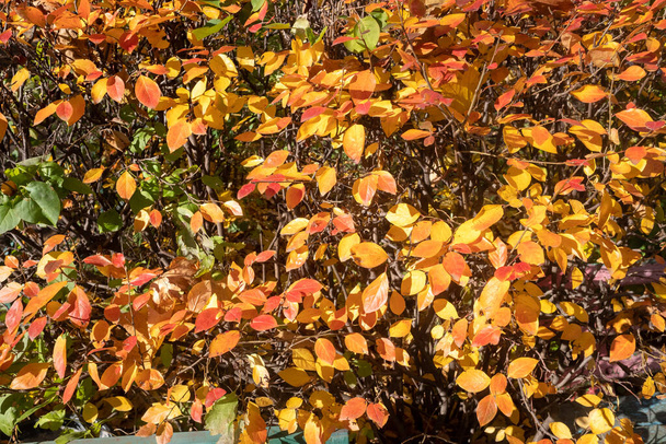 秋の風景、空に対して明るい葉を持つ木. - 写真・画像