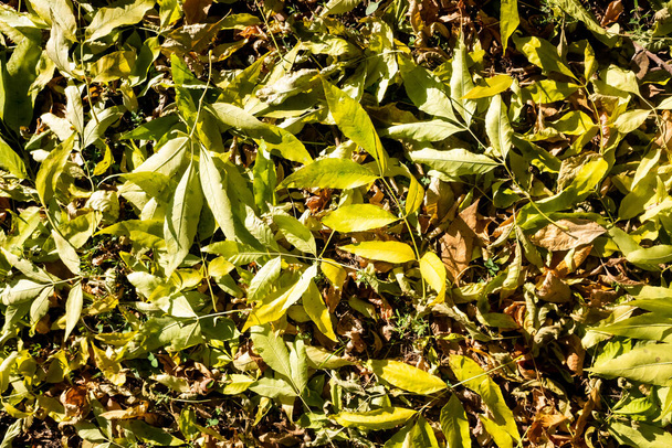 Yellow leaves on the ground, autumn landscape. - Foto, Bild